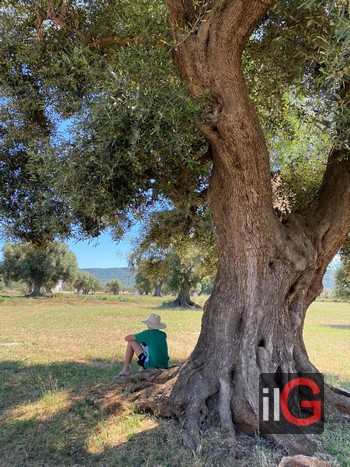 agriturismo riposo allombra olivo secolare