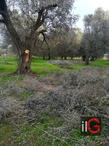alberi di olivo tagliati 2