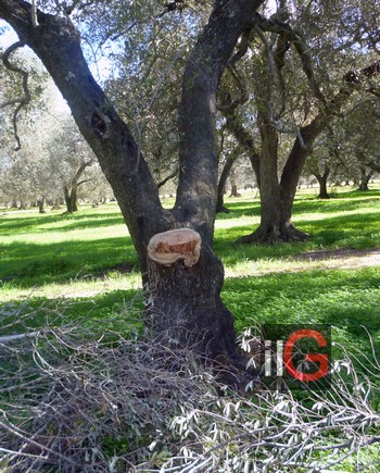 alberi di olivo tagliati 3