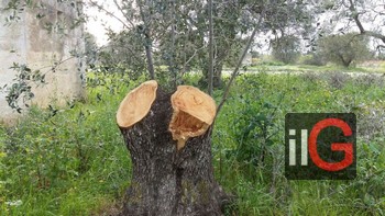 albero di olivo tagliato