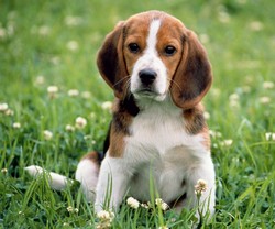 beagle cucciolo