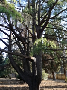 cedro del libano nel cimitero