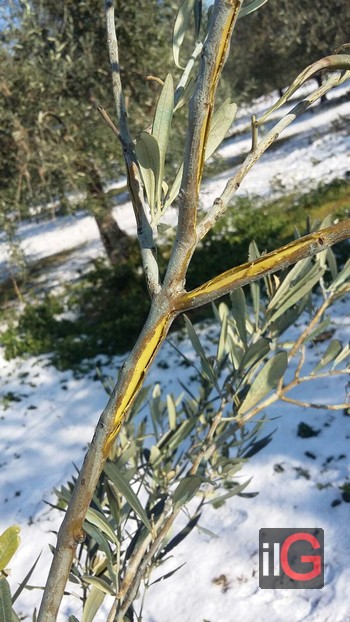 gelate olivicoltura febbraio 2018