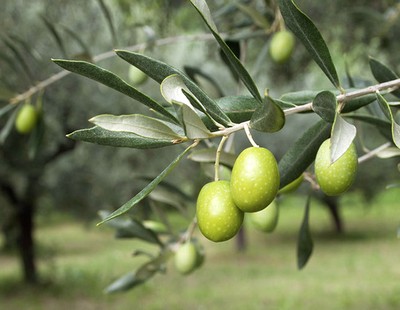 olive logo