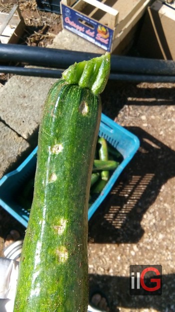 zucchina grandinata