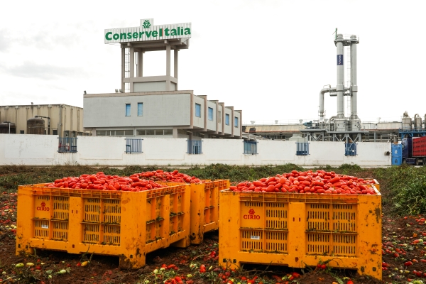 Mesagne. Chiusa con successo la campagna pomodori 2026 di Conserve Italia