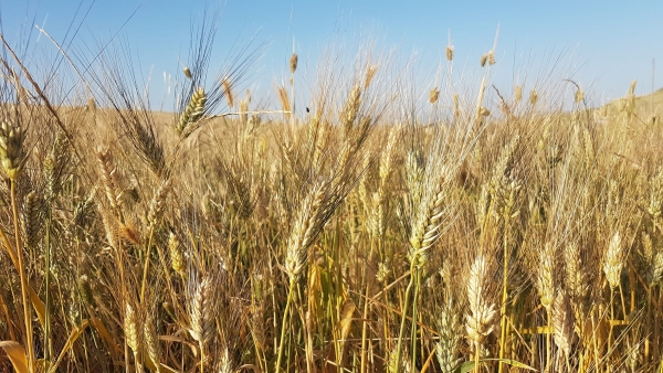 Crollo del grano duro, Sicolo: “Qui giace la Sovranità Alimentare Italiana”