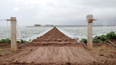 MALTEMPO: COLDIRETTI PUGLIA, NUBIGRAFI IMPROVVISI E FORTI RAFFICHE DI VENTO; TROMBA D’ARIA SRADICA TENDONI E VIGNETI