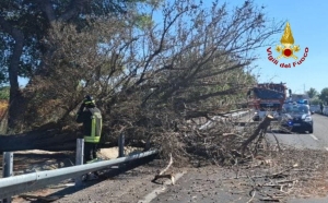 Paura sulla statale 613: albero crolla sulla carreggiata e colpisce un'auto in transito