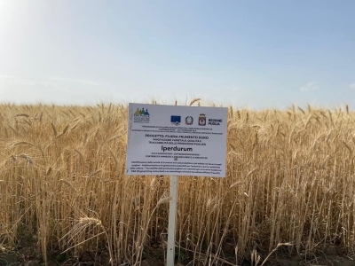 Grano duro, meno semine in Puglia. Cia Agricoltori: “Crollo dei prezzi decisivo”