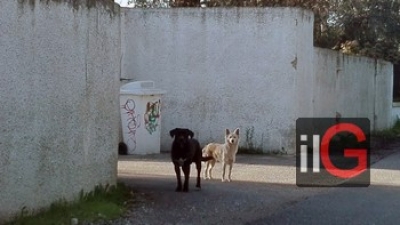 “Benessere animale” mozione di Stellato per realizzare un ospedale veterinario pubblico in ogni provincia della Puglia
