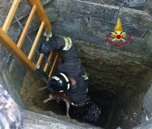Paura in contrada Pumo: cane da caccia cade in un pozzo di 10 metri, salvato dai Vigili del Fuoco
