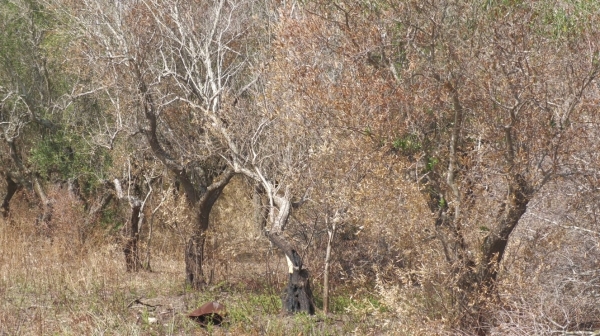 Crisi agricola e Xylella: un black out al Comune di Mesagne cancella un pacchetto di tutele