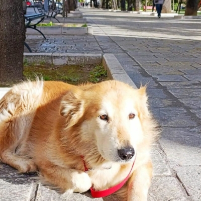 Smarrita Lilli, l’appello dei proprietari: "Aiutateci a ritrovarla"
