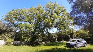 Nel “Bosco delle Montecchie” un albero di 500 anni! Sopralluogo della Polizia Provinciale