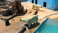 Emergenza caldo. La protesta: temperature estreme per i due orsi polari rinchiusi nello zoo pugliese
