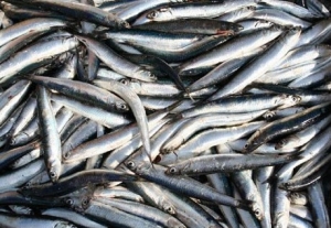 Ora solare: Coldiretti Puglia, ecco menu salva sonno; al top pesce azzurro per combattere insonnia
