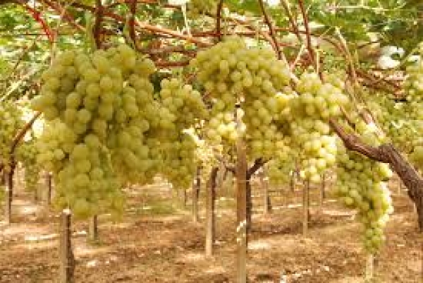 Uva da vino, CIA Puglia: “Qualità eccellente, no alle speculazioni”