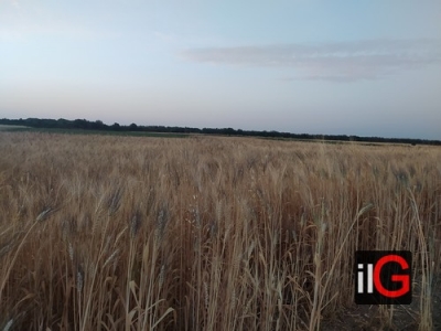 Prezzo del grano, Cia Puglia: “Pioggia ininfluente sulla qualità, no a speculazioni”
