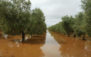 Nubifragi e grandinate, Cia Puglia: “Agricoltura in ginocchio”