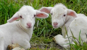 Pasqua 2024, Enpa: “Lo scorso anno uccisi quasi 1,8 milioni di agnelli, solo a Pasqua 673 mila. Basta al sacrificio degli agnelli!”