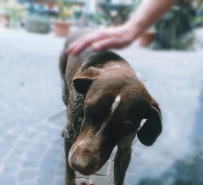 Enpa: “Quest&#039;estate abbiamo recuperato 83 cani ogni giorno abbandonati o ceduti&quot;