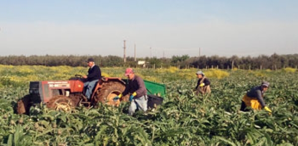 In agricoltura, da report AGEA, la Puglia rischia di perdere 98 milioni di euro