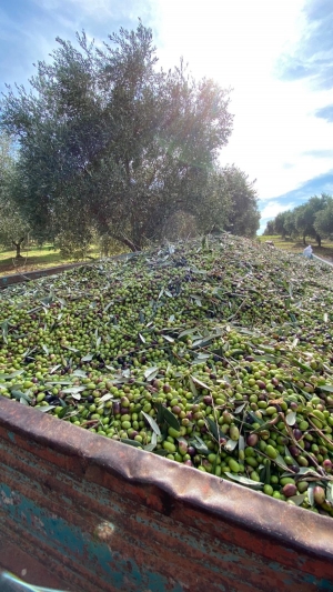 Campagna olivicola: produzione in calo, buona la qualità