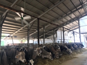 Caldo: Coldiretti Puglia, SOS mucche nelle stalle -10% latte per l’afa