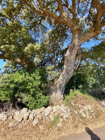 Domenica 13 Novembre cicloescursione dedicata agli alberi secolari tra Ostuni e Ceglie Messapica