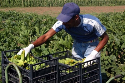 Raccolta di zucchine da parte di lavoratore extracomunitario