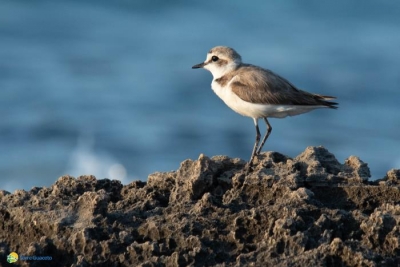 Aperta la stagione del fratino a Torre Guaceto: aiutateci a proteggere il primo nido (Guarda il video)