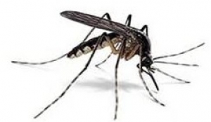 Giovedì è la Giornata mondiale della zanzara