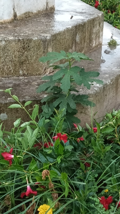 Un virgulto di fico spunta alla base della colonna della Madonna del Carmine