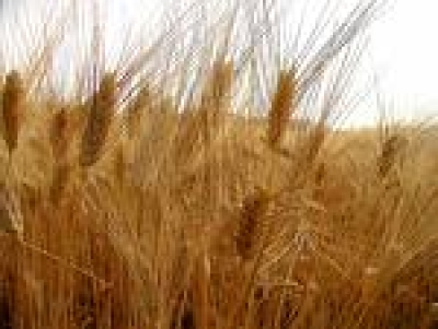 CIA Puglia: “Governo dia risposte concrete sul grano. Lo chiedono 500mila consumatori”