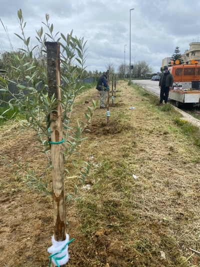 Cinque alberi d’olivo donati dalla Masseria Santa Croce e adesione al progetto &quot;We Tree&quot;