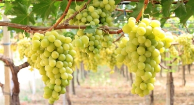 UVA DA TAVOLA: COLDIRETTI PUGLIA, NELLA GDO A 0,99 EURO AL KG CON 2 CASSETTE DA 2,5 KG