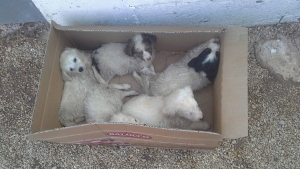 Cinque cuccioli abbandonati in un cassonetto