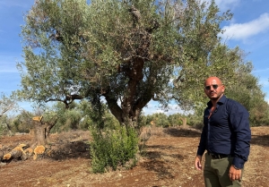 Xylella, il 21 ottobre si insedia il Tavolo Tecnico Comunale: «Dall’emergenza alla rigenerazione del territorio agricolo»