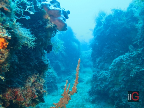 “In fondo al Mar:  le meraviglie della vita subacquea nei mari pugliesi”