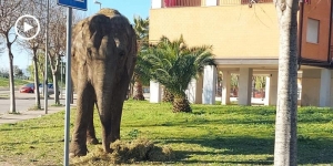 Elefante scappa dal circo e va a spasso per la città