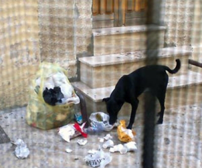 Mesagne. Cane lasciato libero e senza microchip: doppia sanzione della Polizia Locale, proprietario dovrà pagare oltre 270 euro