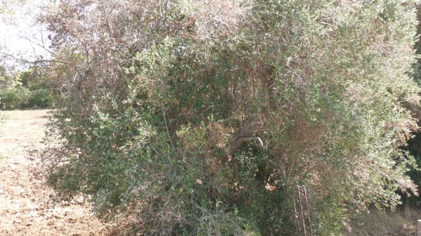 Xylella: Coldiretti Puglia, epidemia dilaga altri 150 ulivi infetti a Brindisi e Taranto; 3 focolai tra Ostuni e Fasano