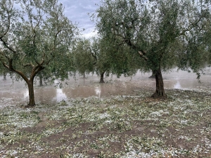 Grandine sulla Puglia, Sicolo: “Un disastro, c’è chi ha perso tutto”