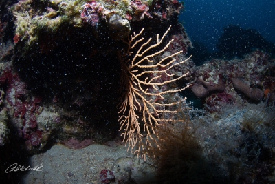 La biodiversità dei fondali marini della ZSC “Litorale brindisino”