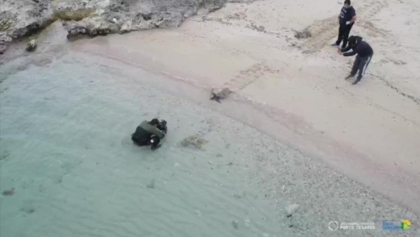 Aree protette e tartarughe marine: Torre Guaceto e Porto Cesareo unite per salvare gli animali