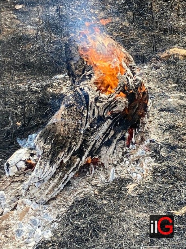 Mesagne. Incendio distrugge alberi di olivo