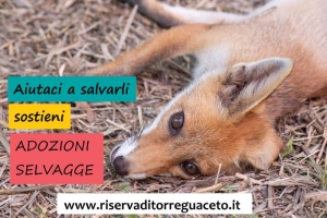 Torna Adozioni selvagge: il crowdfunding dei centri recupero fauna di Torre Guaceto