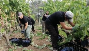 Vino: Coldiretti Puglia, vendemmia al via in Puglia; produzione in leggero calo -5% qualità al top