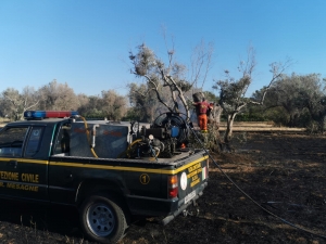 Mesagne. Incendio distrugge due alberi di olivo